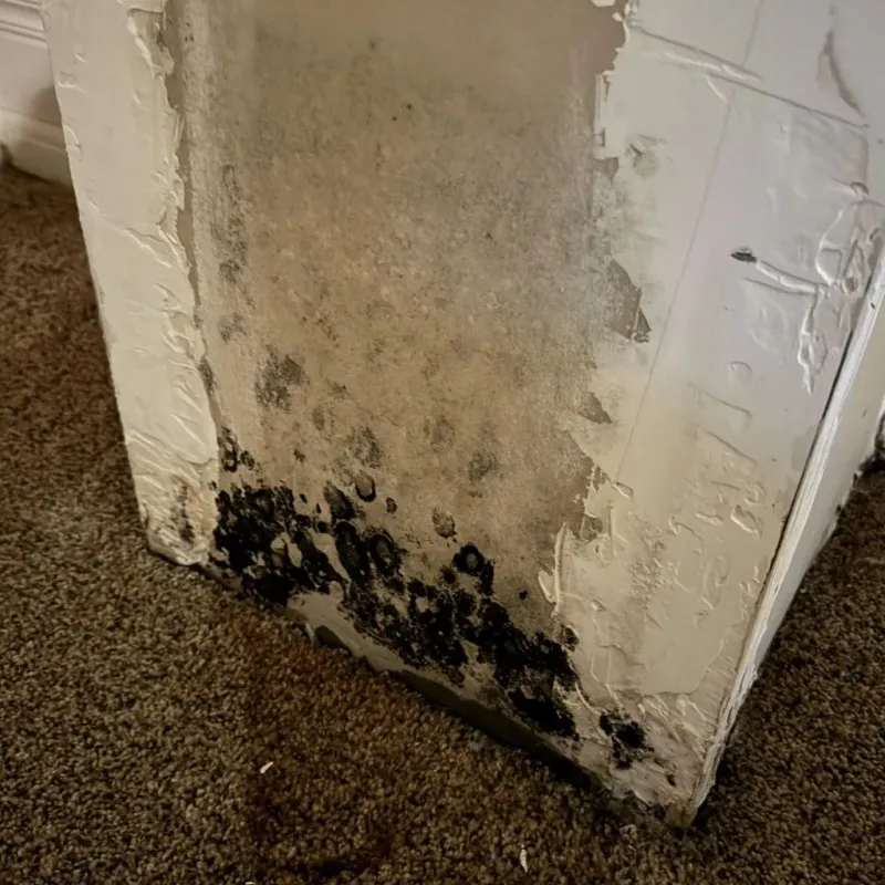 Professional Mold Removal in Harris County, TX